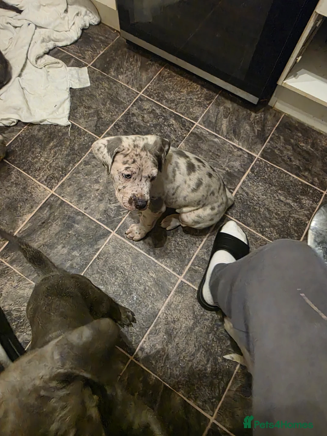 Cane Corso dogs for sale: Cane corso cross  - Advert 9