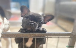French Bulldog dogs for sale: 15th Gen French Bulldogs (KC reg / breed colours) in Nottingham - Image 23