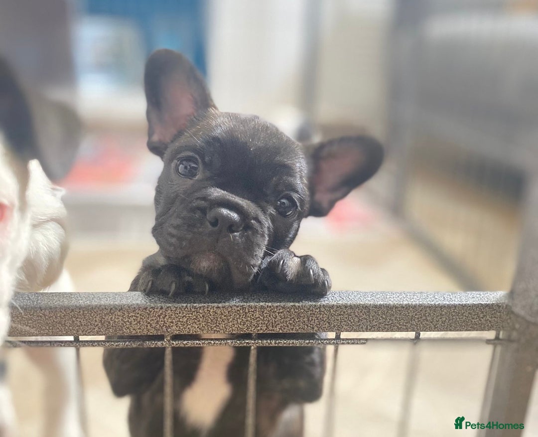 French Bulldog dogs for sale: 15th Gen French Bulldogs (KC reg / breed colours) in Nottingham - Image 23