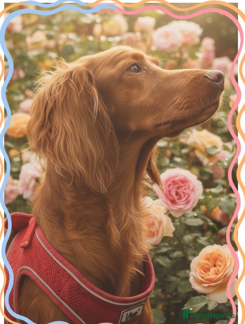 Irish Doodle dogs Eden looking for her forever home  - Advert 18