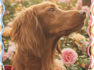 Irish Doodle dogs Eden looking for her forever home - Advert 18