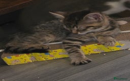 Mixed Breed cats for sale: 2 beautiful female kittens  - Image 6