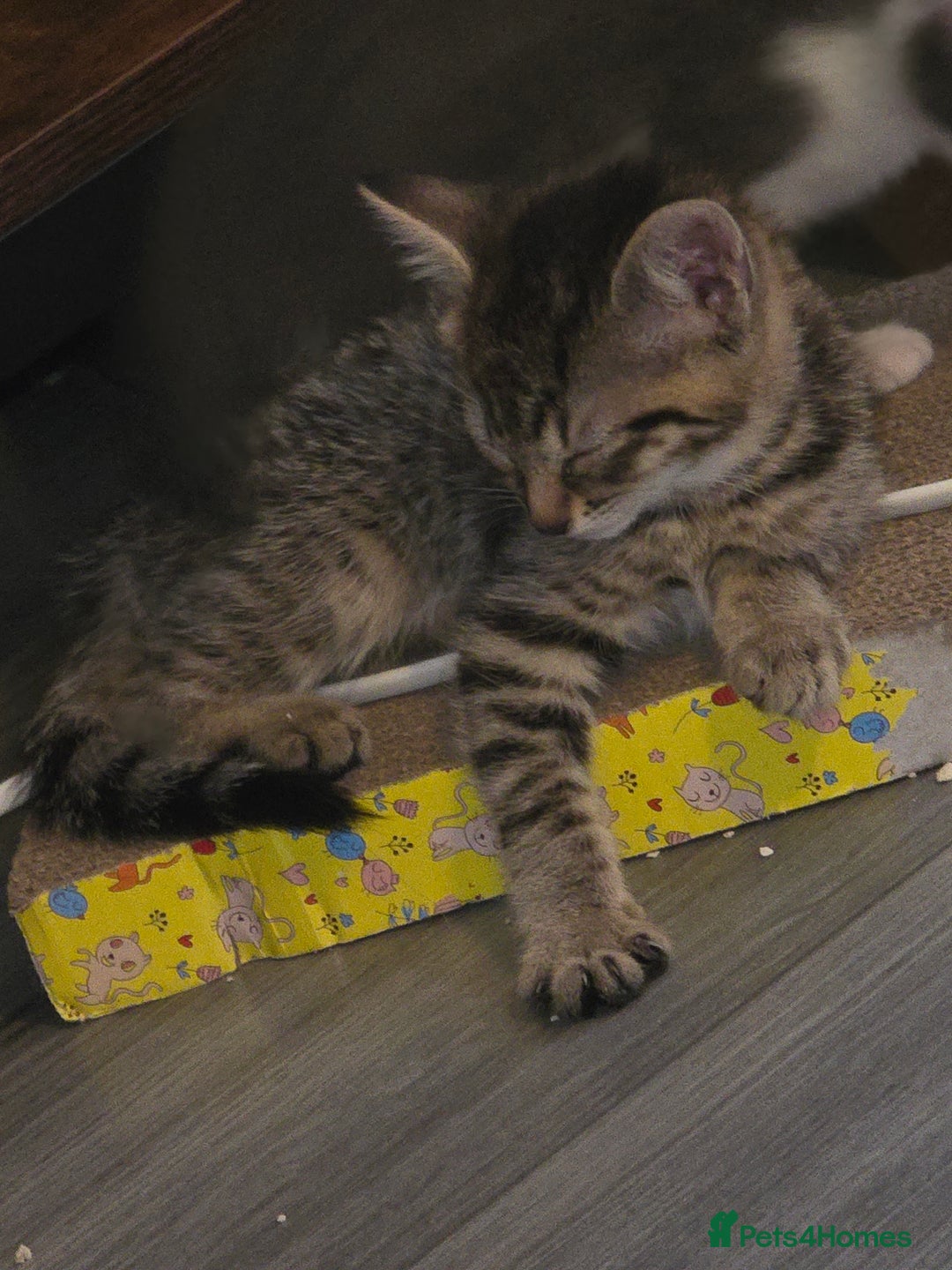 Mixed Breed cats for sale: 2 beautiful female kittens  - Image 6