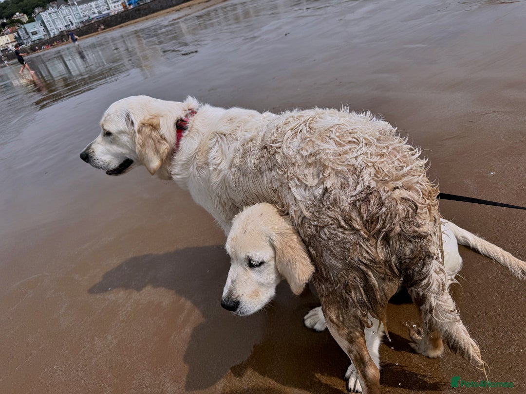 Golden Retriever dogs for sale: 1 year old golden retriever boy - Image 6