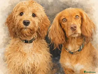 Cockapoo dogs **Proven** F1 apricot/golden cockerpoo for stud - Advert 2