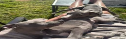Whippet dogs for sale: Beautiful Blue 28 week old whippet sisters💞£1800  - Advert 16