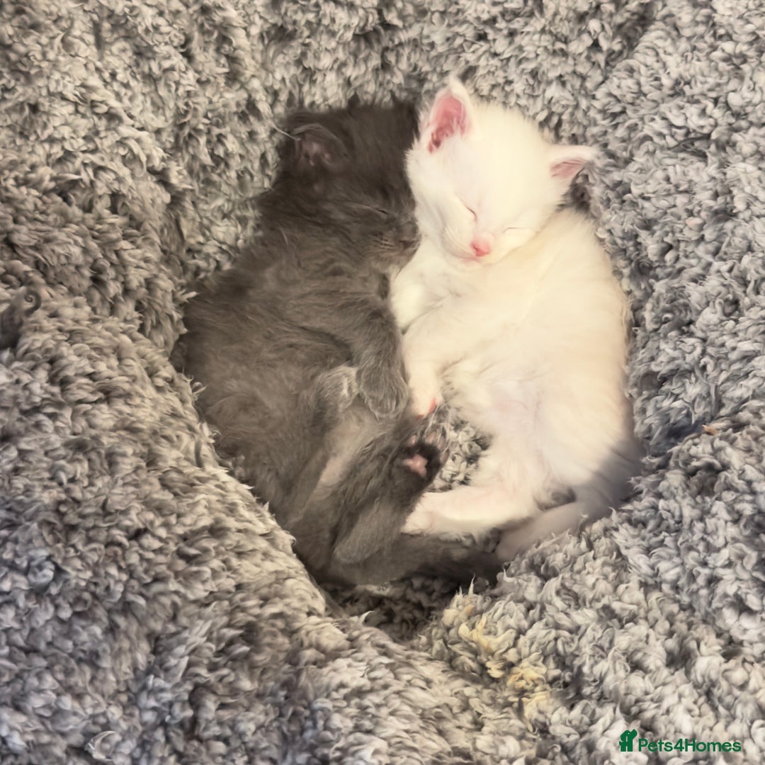 Maine Coon cats for sale: Stunning blue smoke female - GCCF Conancoon - Advert 4