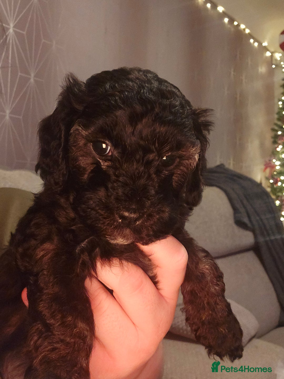 Shihpoo dogs for sale: 🐾REDUCED 2 Boys £800 - Shihpoo Puppies🐾 - Advert 38