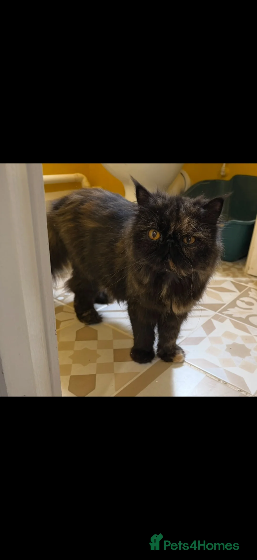 Persian cats for sale: Pedigree Persian Female  - Advert 1