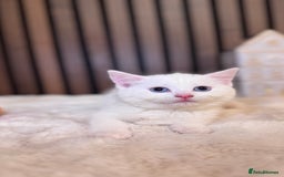 British Shorthair cats for sale: 🎃The Jack Frost Litter–Frost & Pumpkin Whiskers❄️ - Image 9