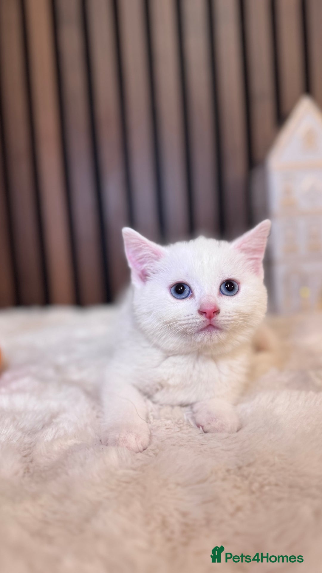 British Shorthair cats for sale: 🎃The Jack Frost Litter–Frost & Pumpkin Whiskers❄️ - Image 9