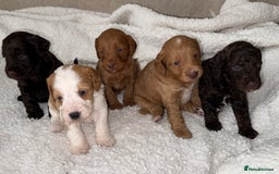 Cockapoo dogs for sale: 🐾Beautiful F2 cockapoos  🐾 - Image 11