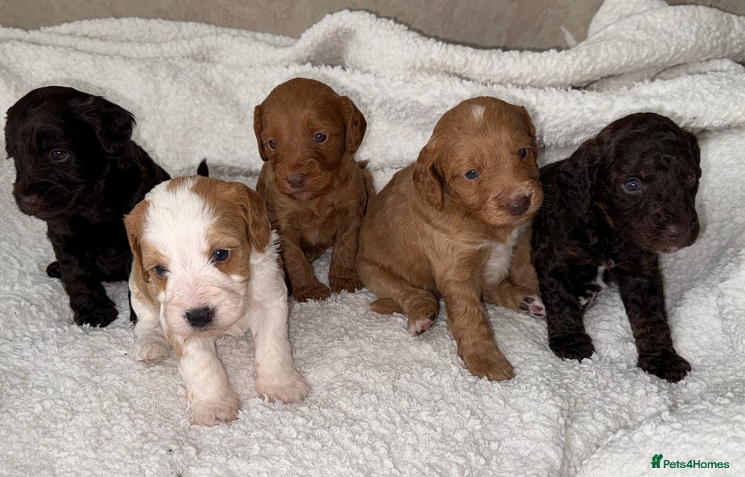 Cockapoo dogs for sale: 🐾Beautiful F2 cockapoos  🐾 - Image 11