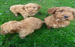 Cockapoo dogs for sale: Red Cockapoo puppies for sale - Image 7