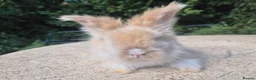 Angora rabbits for sale: 🩷 FULL FACE ANGORA BABIES- PARENTS FROM🇫🇷 - Advert 25