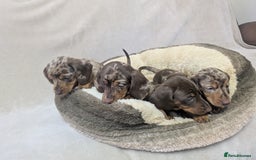 Dachshund dogs for sale: beautiful miniature dachshund puppies - Image 2