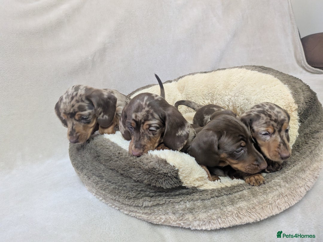Dachshund dogs for sale: beautiful miniature dachshund puppies - Image 2