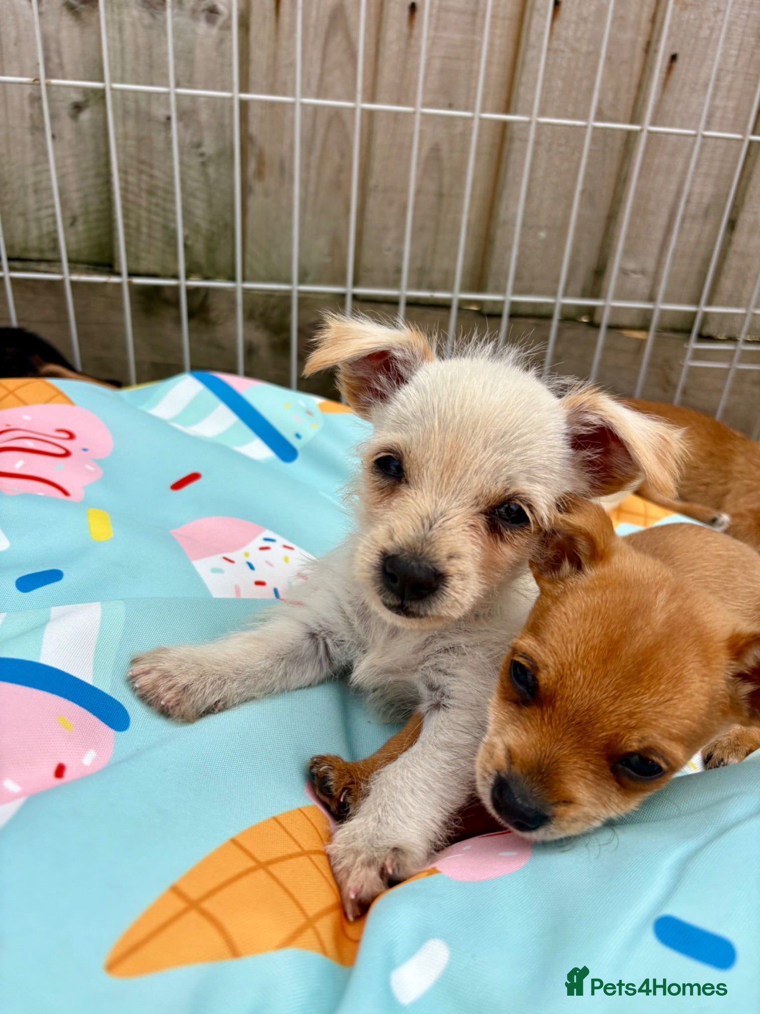 Mixed Breed dogs Jack Russell Cross Chorkie Puppies – Ready Now - Advert 6