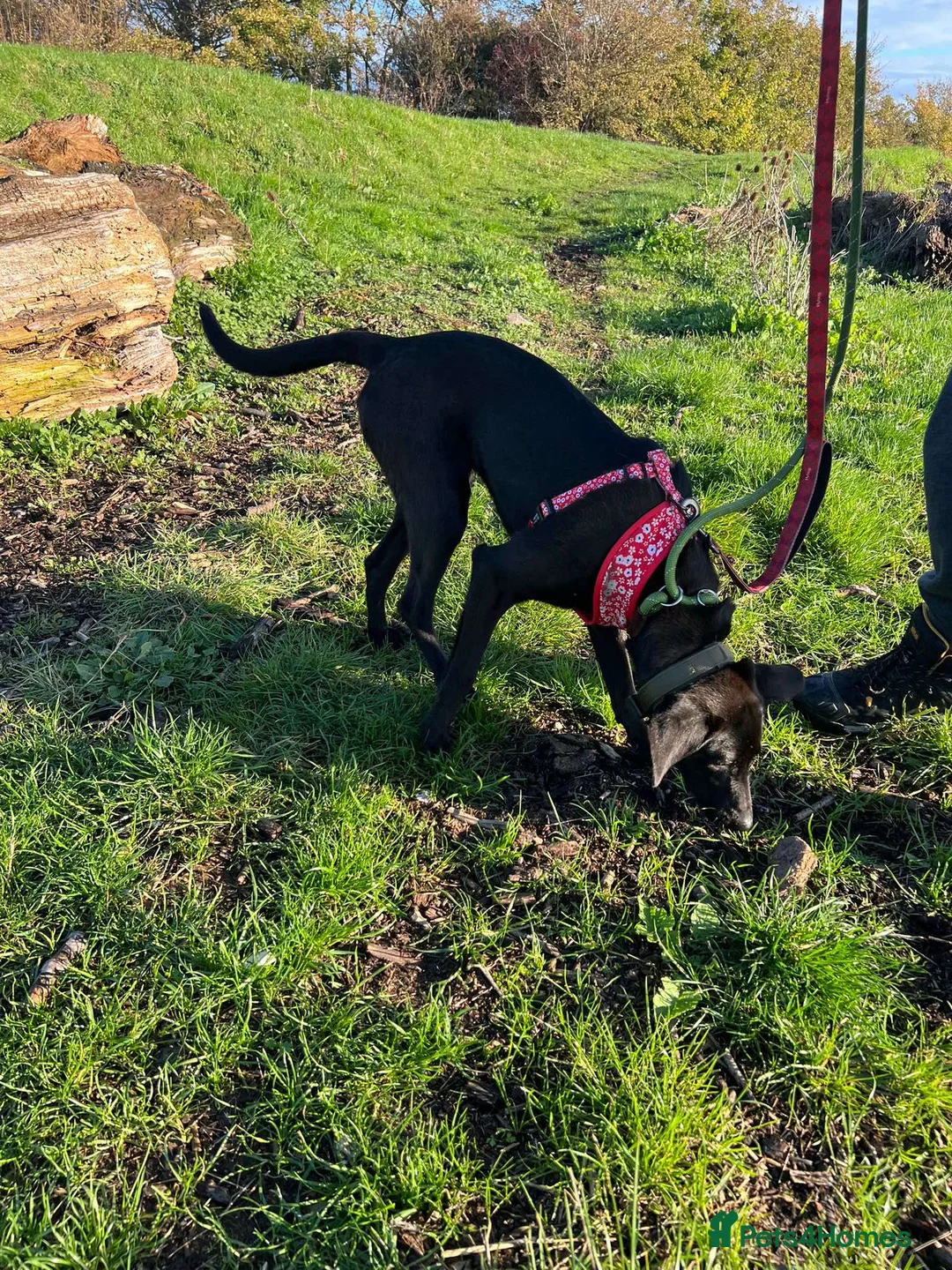 Mixed Breed dogs for adoption: ASH - 15 months,Med. playful/friendly/loves people - Advert 9