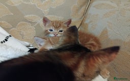 Mixed Breed cats for sale: 3 adorable 6 week old kittens. - Image 17