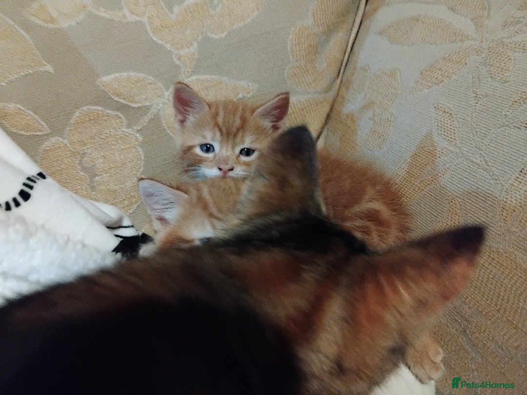 Mixed Breed cats for sale: 3 adorable 6 week old kittens. - Image 17