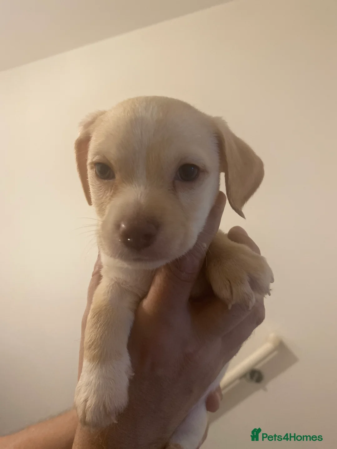 Mixed Breed dogs for sale: Terrier cross dachshund - Advert 7