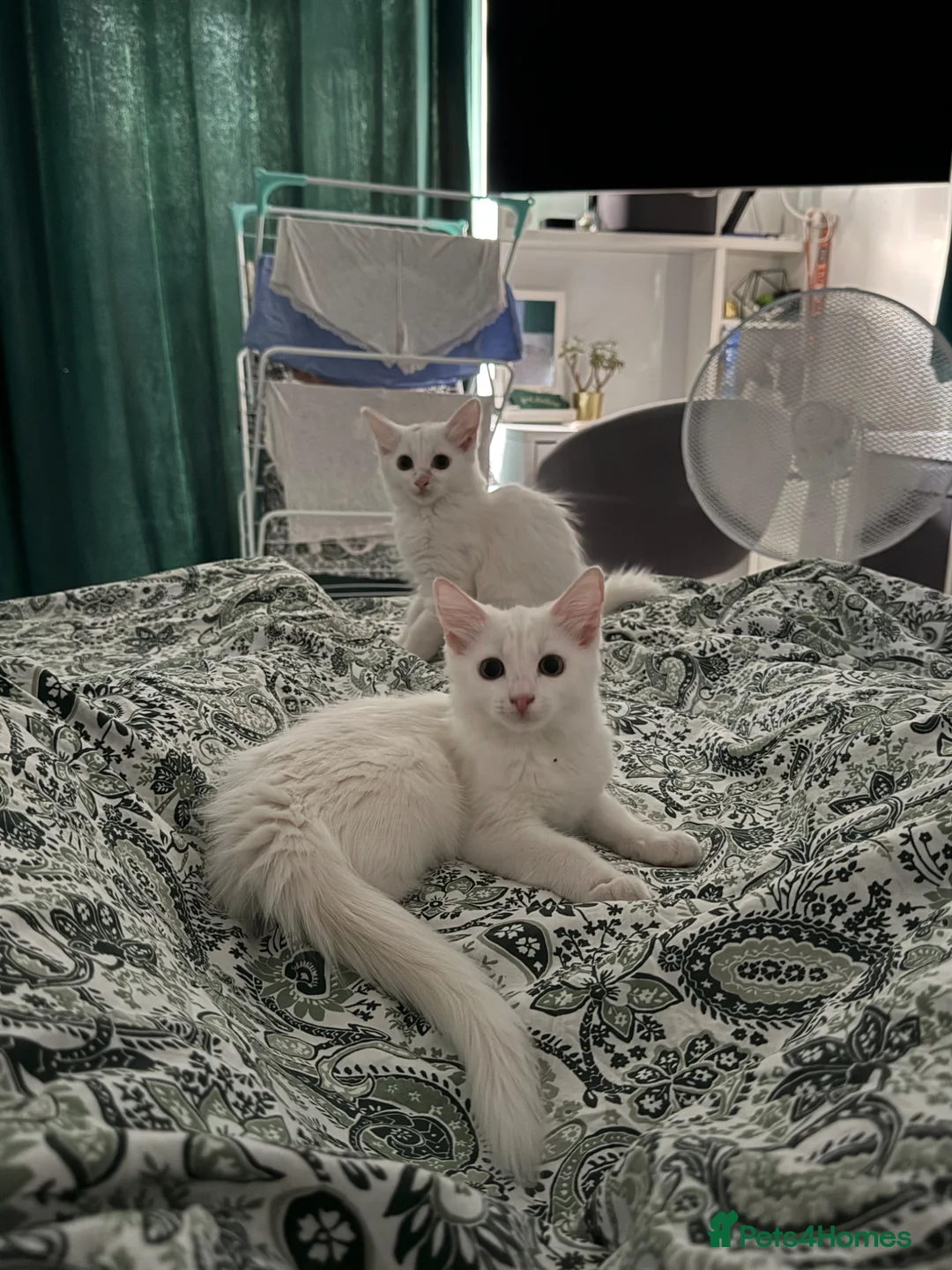 Turkish Angora cats for sale: Beautiful 2 Turkish Angora kittens - Advert 2