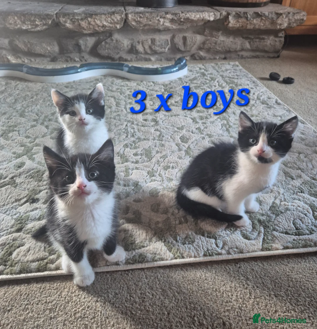 Mixed Breed cats for sale: 3 boys 2 girls  - Advert 2