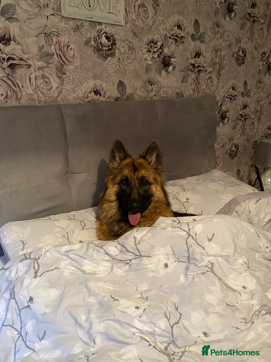 German Shepherd dogs for sale: Bella - German Shepherd looking for a forever home - Advert 12
