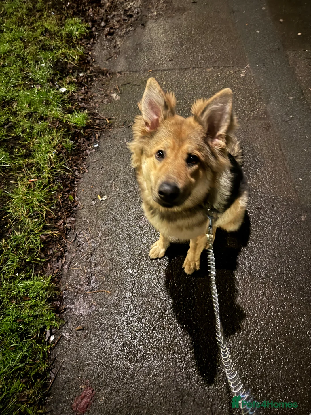 German Shepherd dogs for sale: Lexi German shepherd - Advert 2