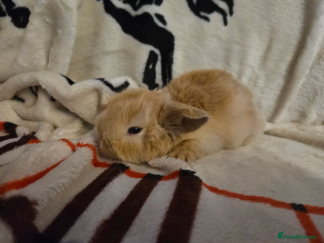 Mini Lop rabbits for sale: Absolutely stunning mini lop bunnies  - Advert 2