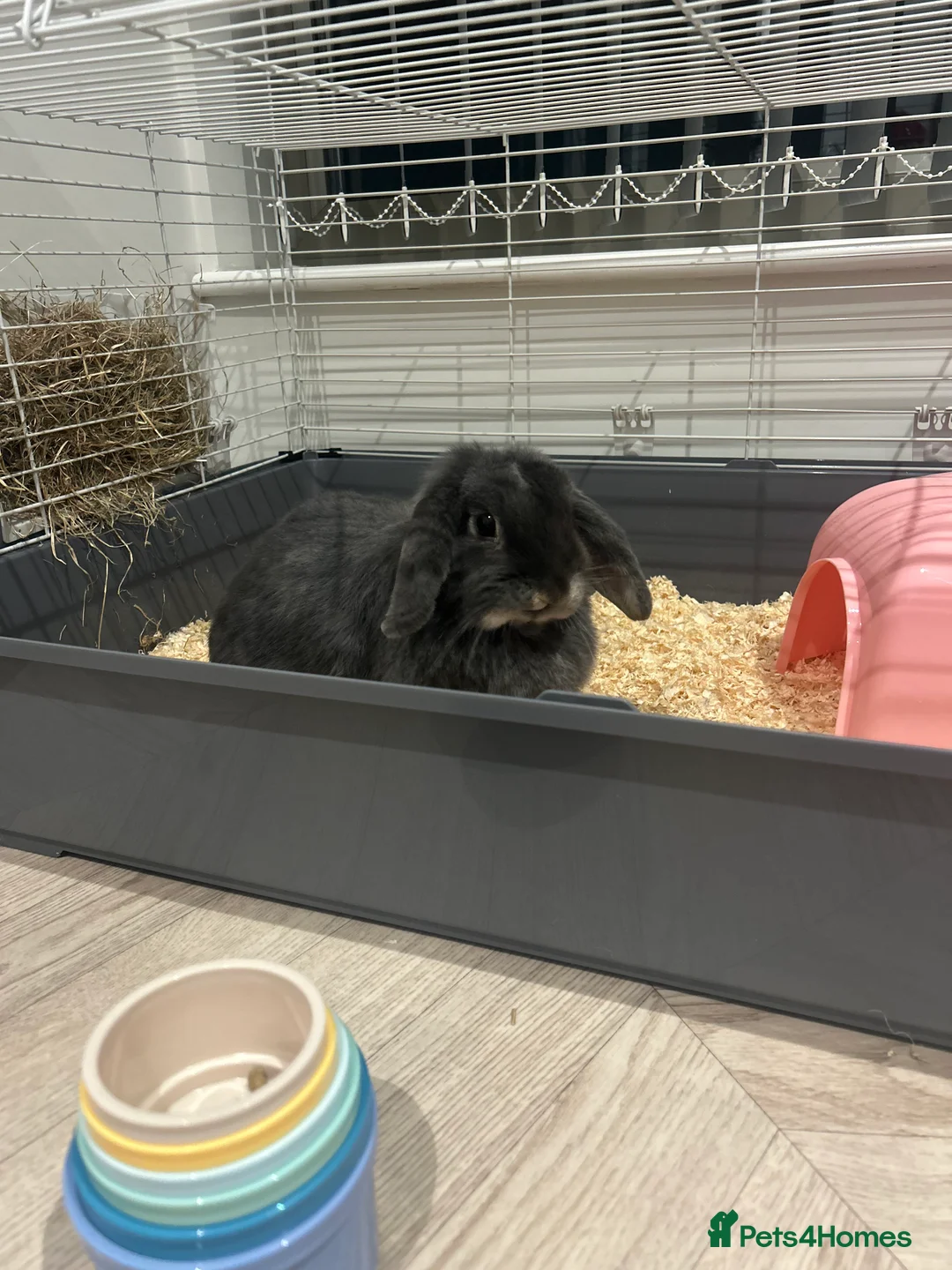 Mini Lop rabbits for sale: 4 year old mini lop  - Advert 3
