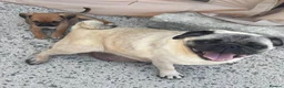 Jug dogs for sale: Beautiful Jug Puppies Ready Now in Abingdon - Advert 7