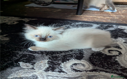 Ragdoll cats for sale: Ragdoll kittens  - Image 9