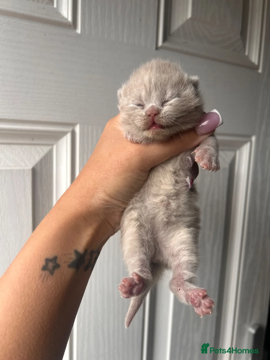 British Shorthair cats for sale: Beautiful bsh kittens  - Advert 21