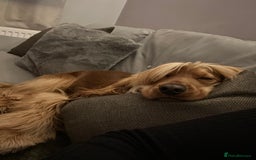 Cocker Spaniel dogs for stud: PROVEN Golden Show type Cocker spaniel STUD in Swindon - Image 3