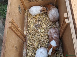 Guinea Pig rodents Male guinea pigs - Advert 16