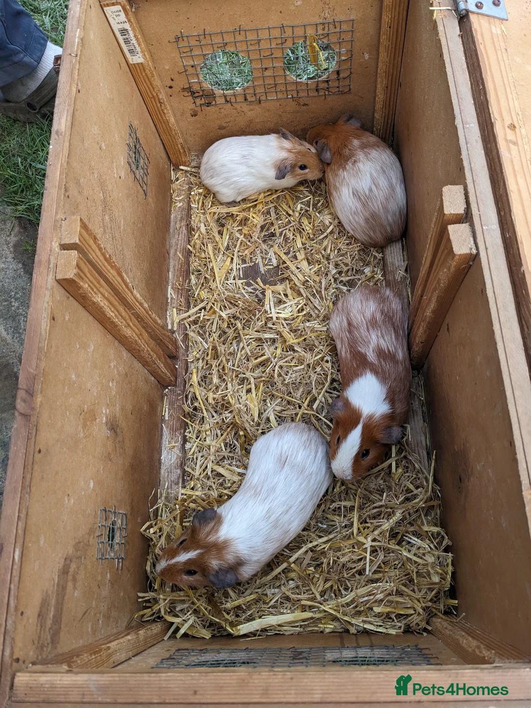 Guinea Pig rodents for sale: Male guinea pigs  - Advert 1