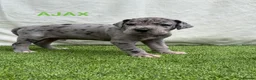 Great Dane dogs for sale: Chunky Great Dane puppies  - Advert 20
