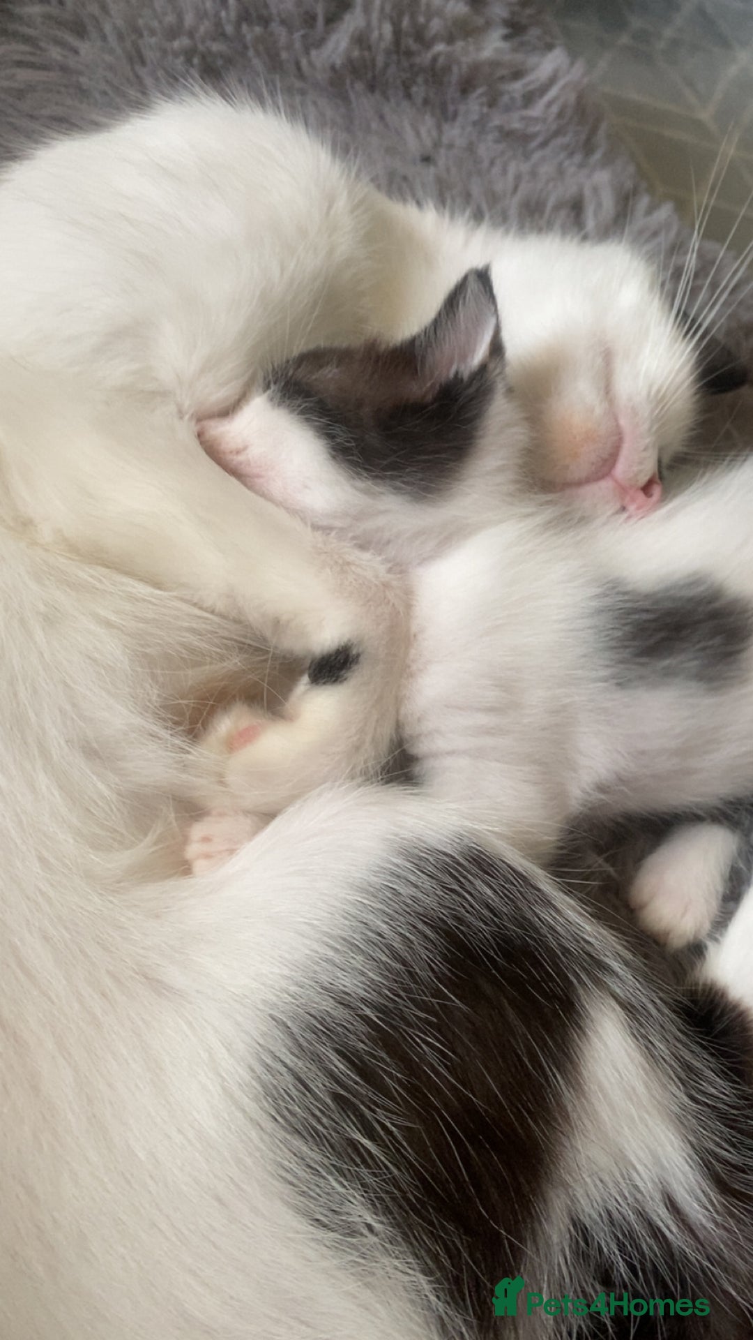 British Shorthair cats for sale: Cosmo - Image 3