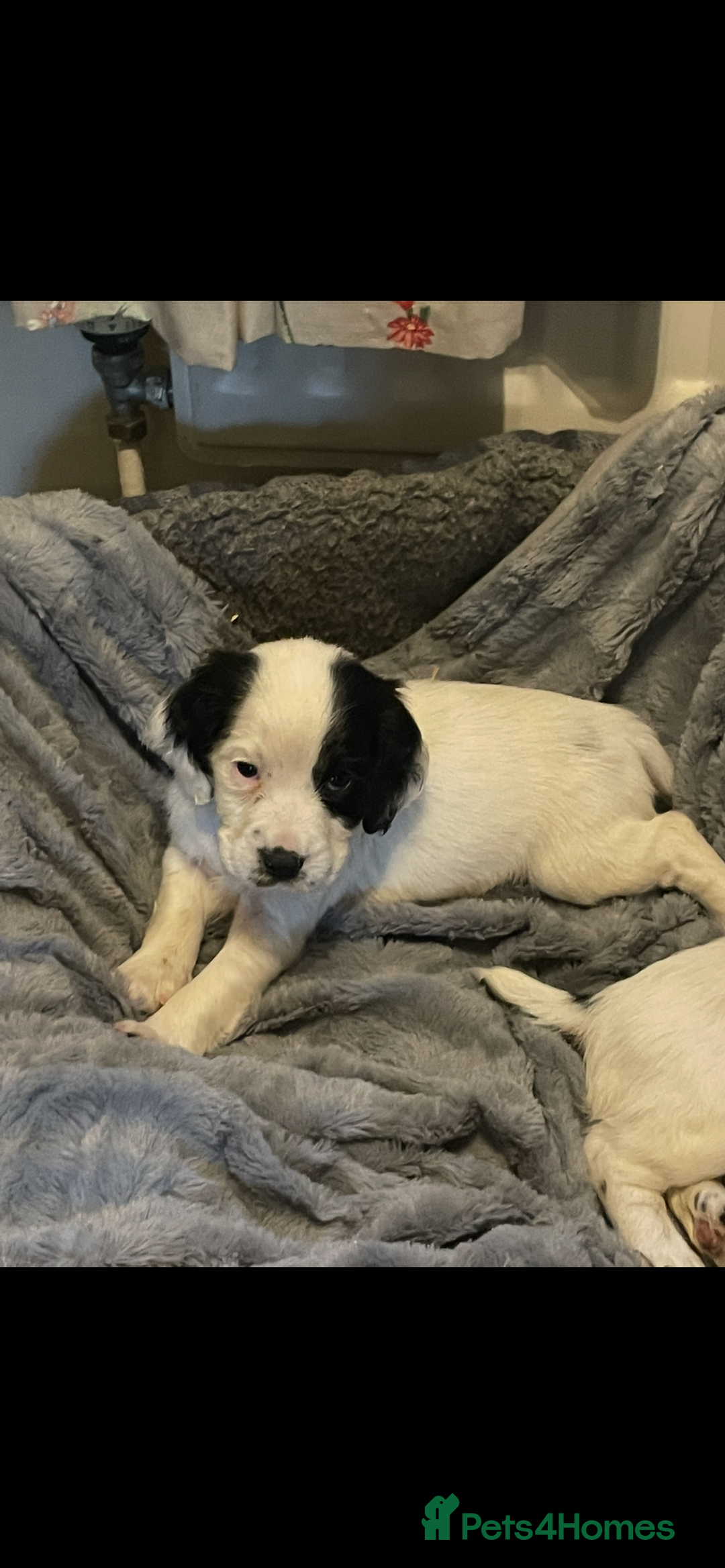 Cocker Spaniel dogs for sale: KC Registered Cocker Spaniels  - Image 11