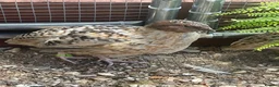 Quail poultry for sale: Male quail 5 weeks old - Advert 3