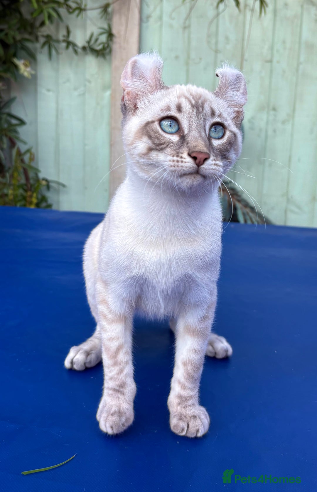 Bengal cats for sale: Stunning rare female  - Image 37