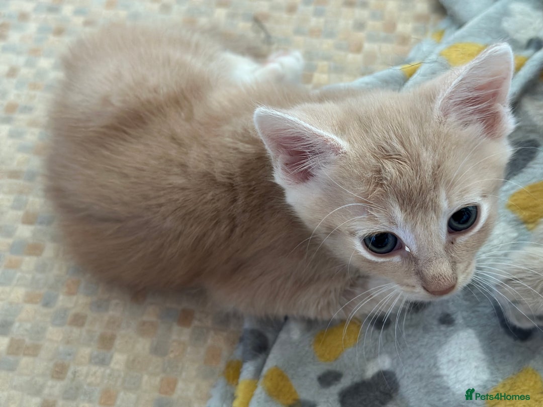 Mixed Breed cats for sale: Two beautiful kittens  - Image 10