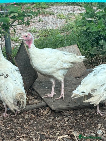 Turkeys poultry - Advert 15