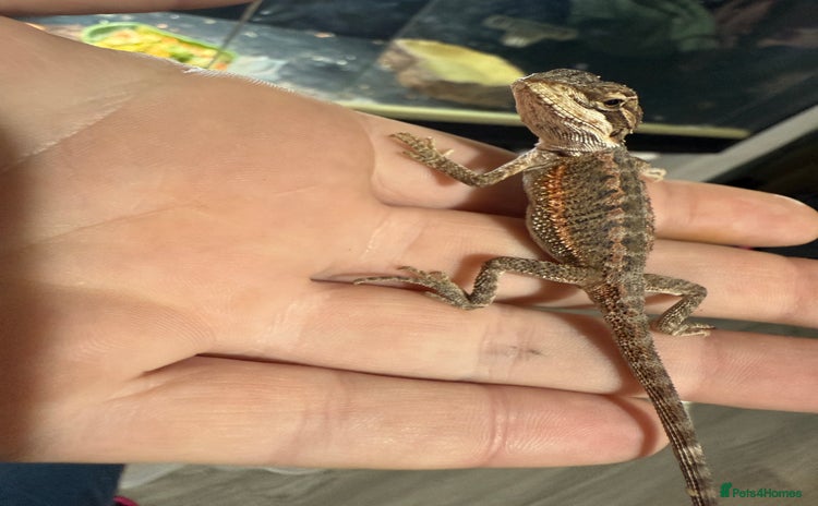 Bearded Dragon reptiles - Advert 12