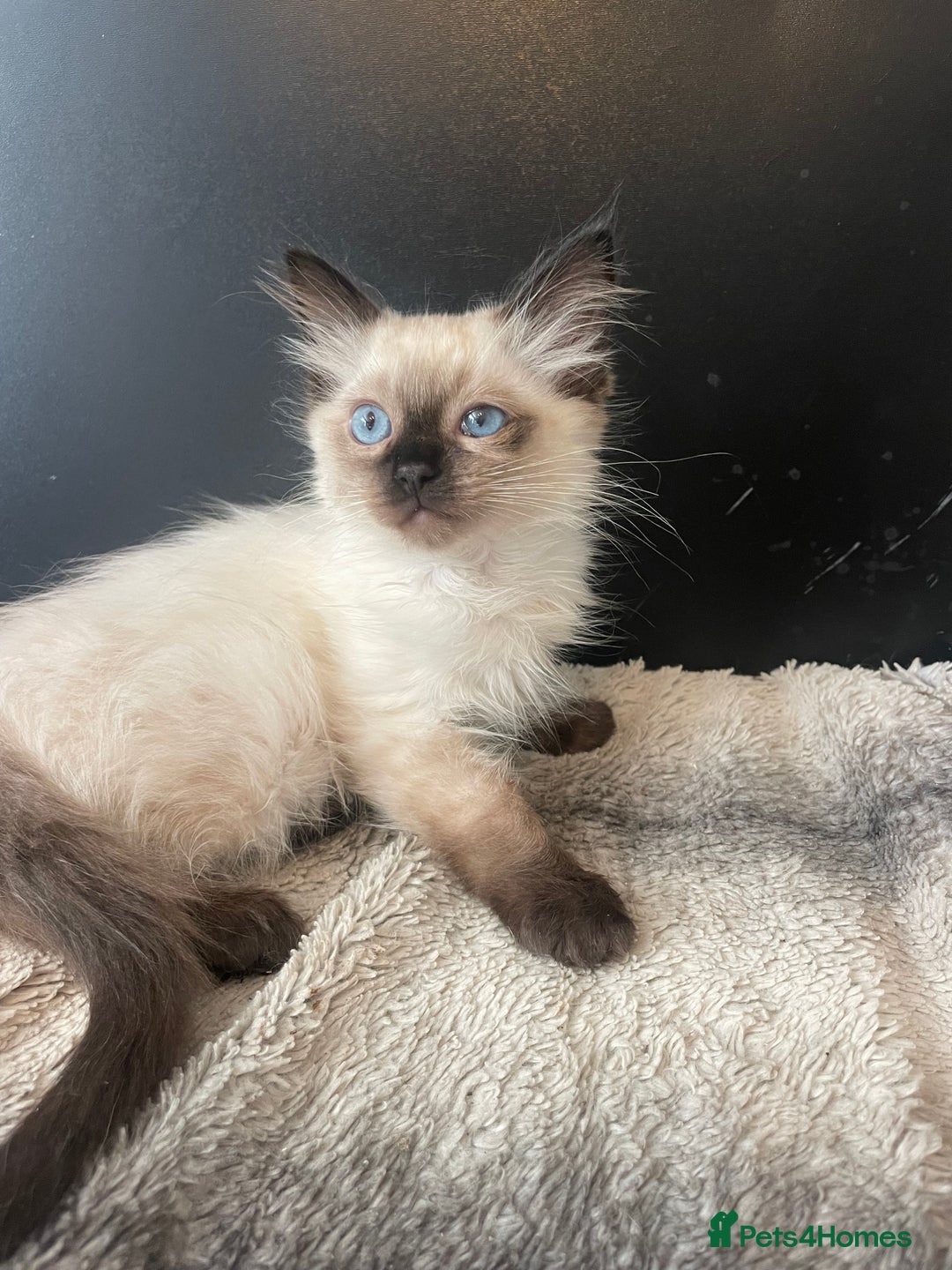 Ragdoll cats for sale: Seal boy needing  a special loving. Home  - Image 5