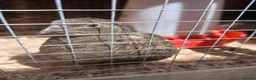 Quail poultry for sale: Hatching eggs sparkly and glitters  - Advert 13