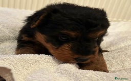 Welsh Terrier dogs for sale: Stunning Health Tested KC Reg Welshie Puppies - Advert 26