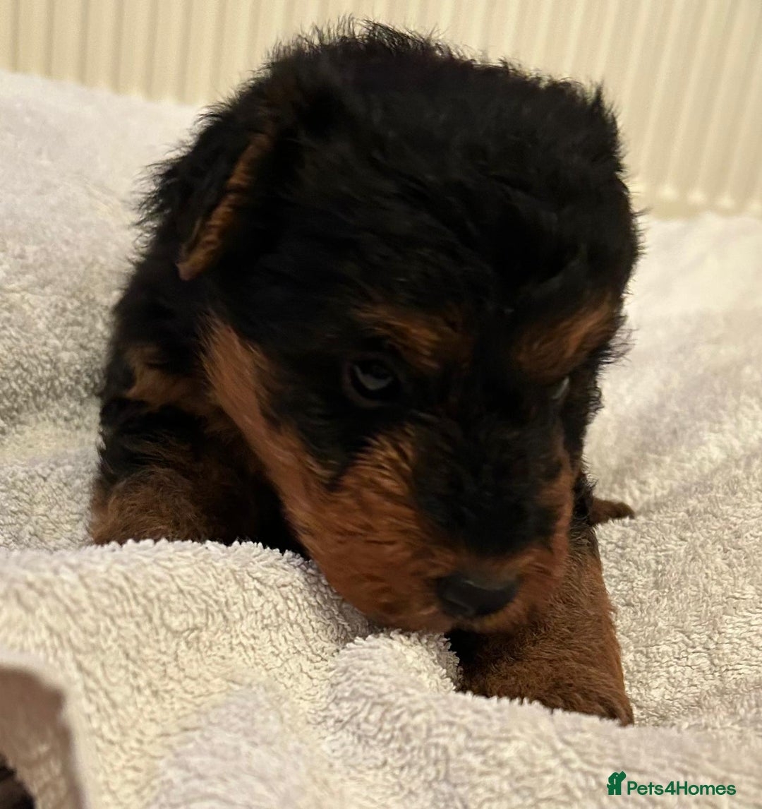 Welsh Terrier dogs for sale: Stunning Health Tested KC Reg Welshie Puppies - Advert 26